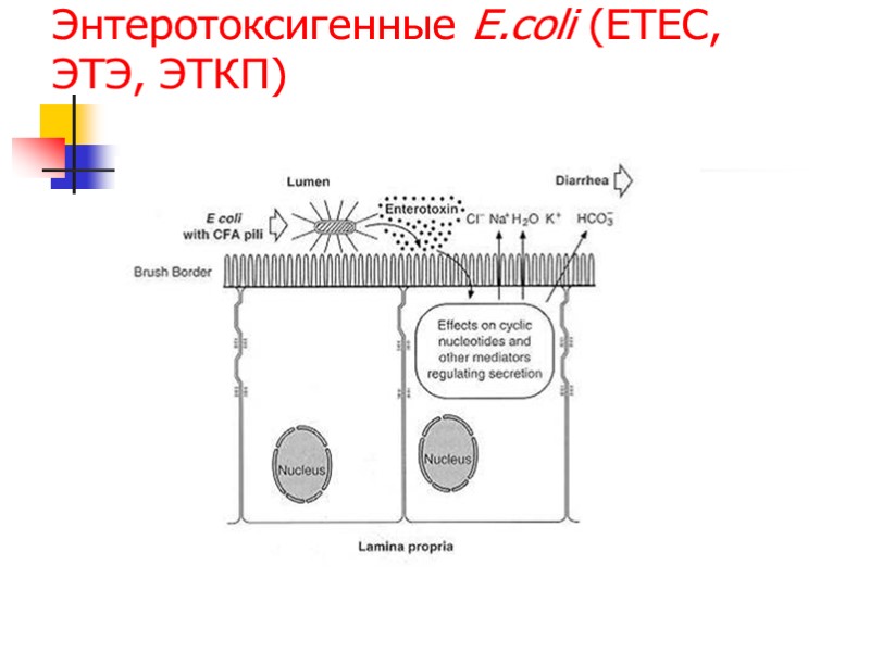 Энтеротоксигенные E.coli (ETEC, ЭТЭ, ЭТКП)